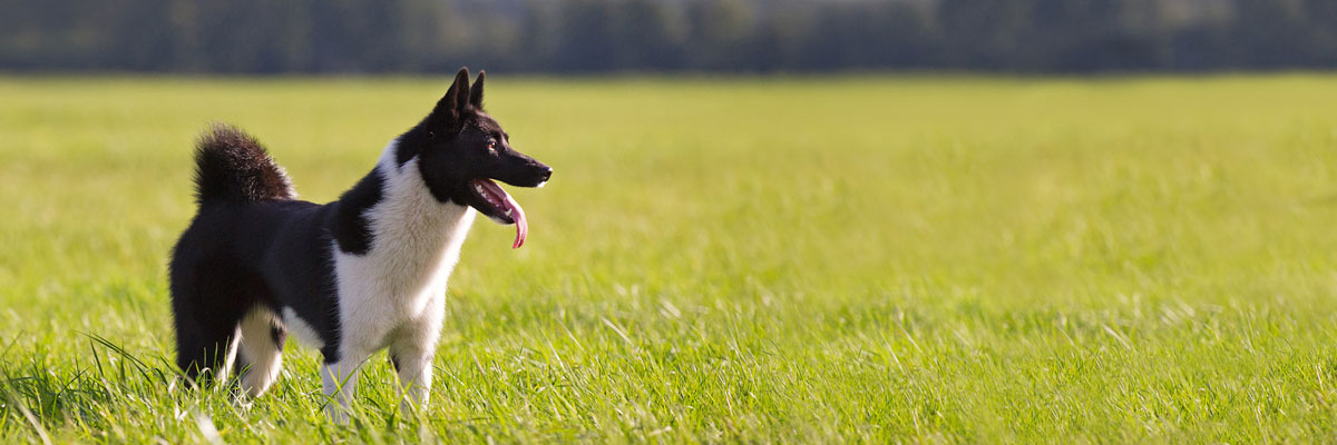 Zuhause Gesucht für Laiki