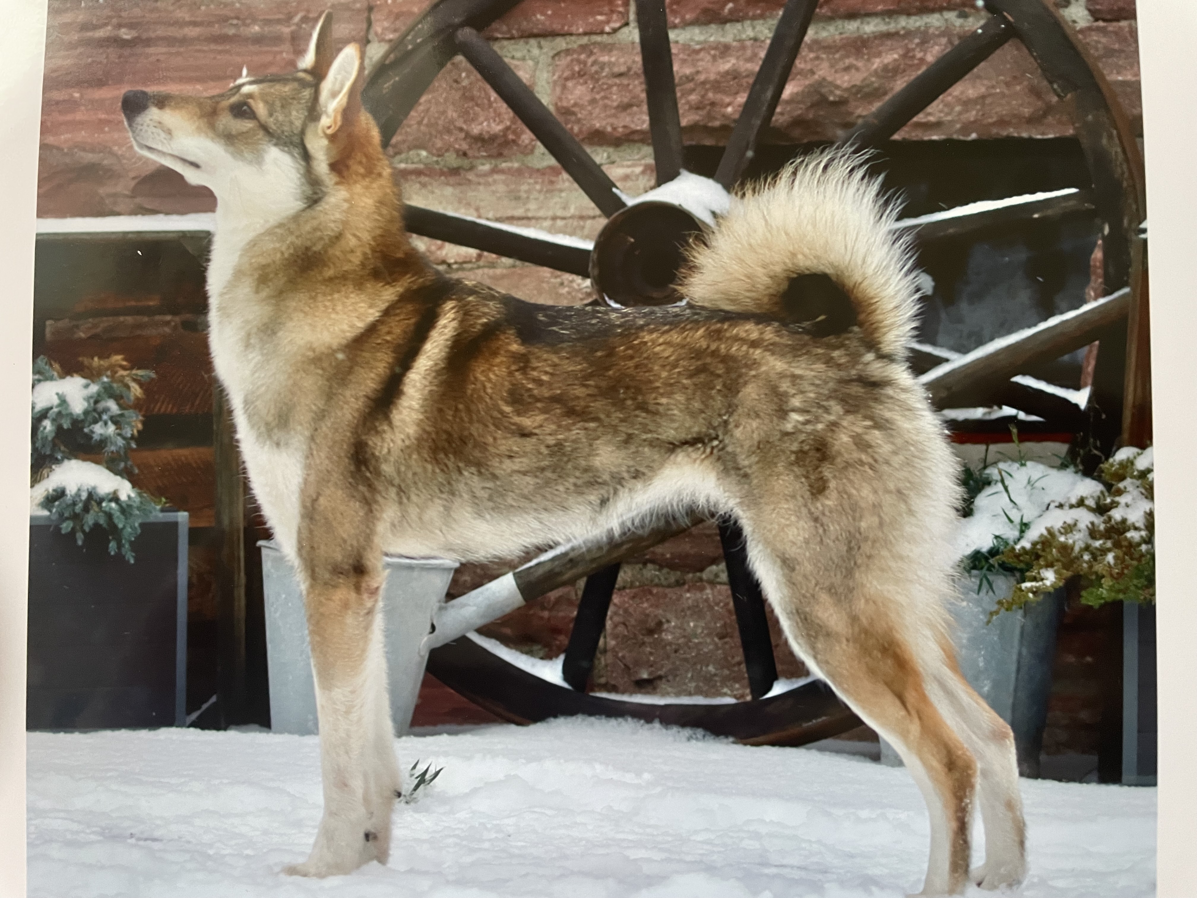 ogzaki jinsiy aloqa video